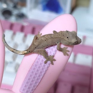 슈퍼달마시안 달마시안