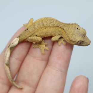 예약중(수)   여덟째