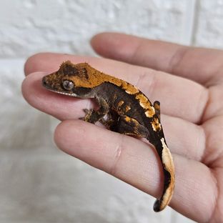 다크 플레임