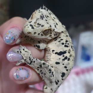 떡대