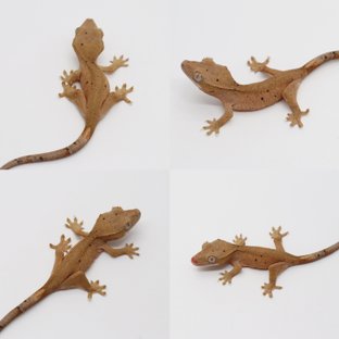 달마시안 슈퍼달마시안