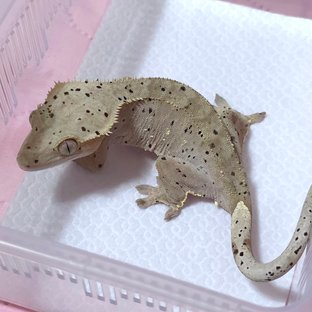 달심