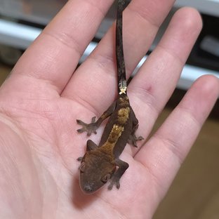 블랙 세이블 다크 플레임