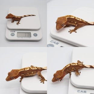 노멀 레드 화이트포트홀