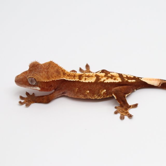 노멀 레드 화이트포트홀