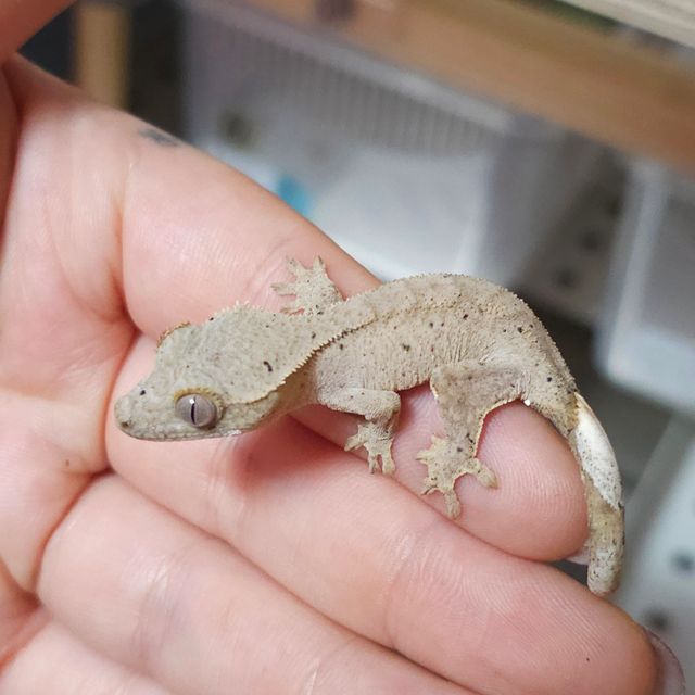 챠콜 레드 달마시안