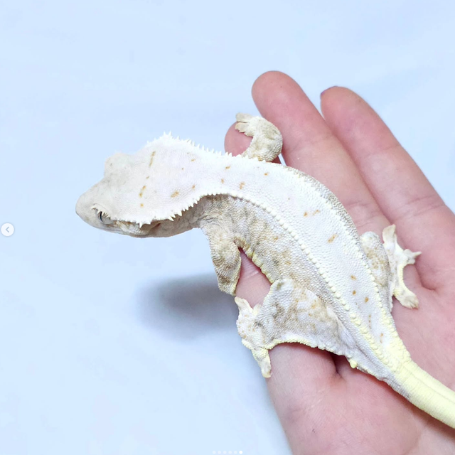 트라이 릴리화이트