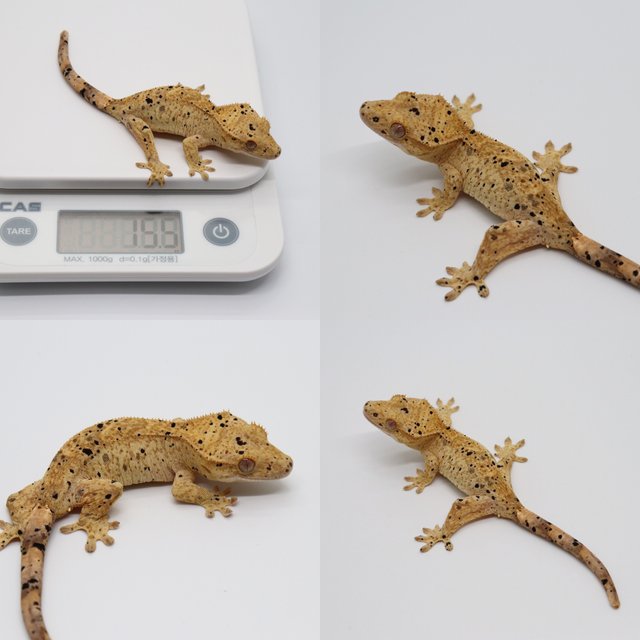 옐로우 달마시안 슈퍼달마시안