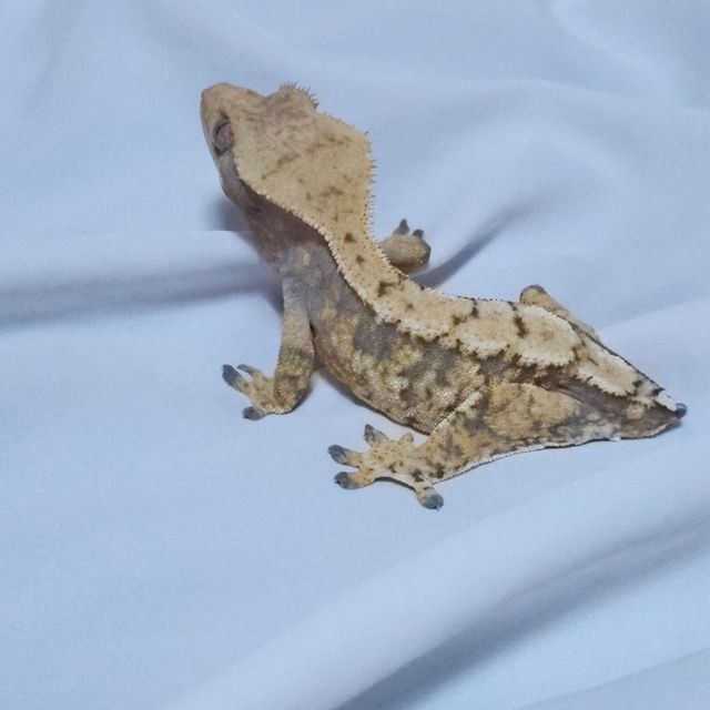 트라이 익스트림할리퀸