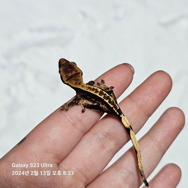 엠티백 다크