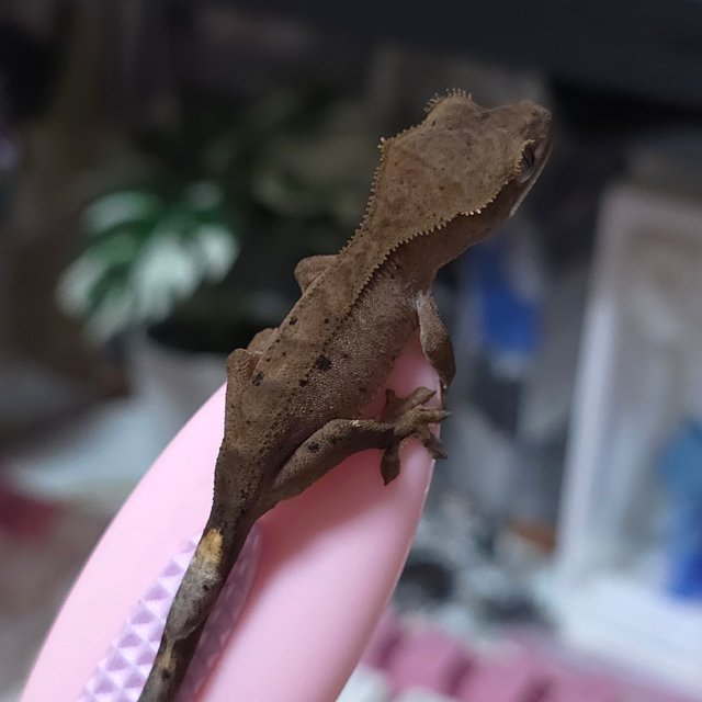 챠콜 달마시안 슈퍼달마시안