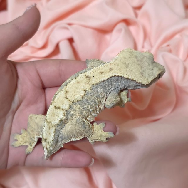 트라이 익스트림할리퀸