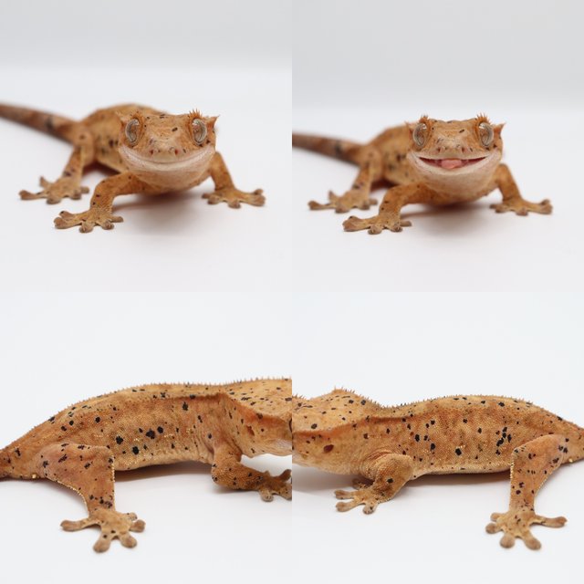 달마시안 슈퍼달마시안