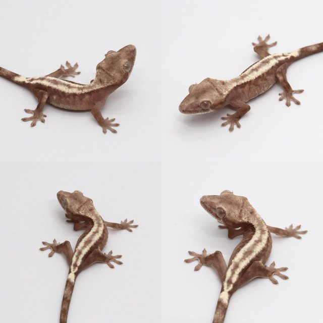 슈퍼세이블 릴리