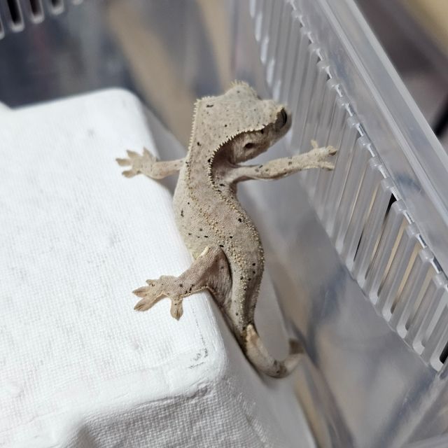 챠콜 레드 달마시안