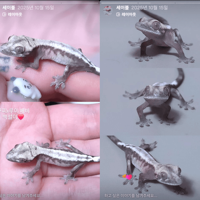 슈퍼세이블 릴리