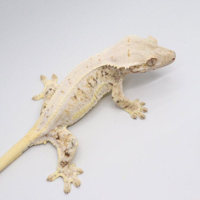 크림 트라이 릴리화이트