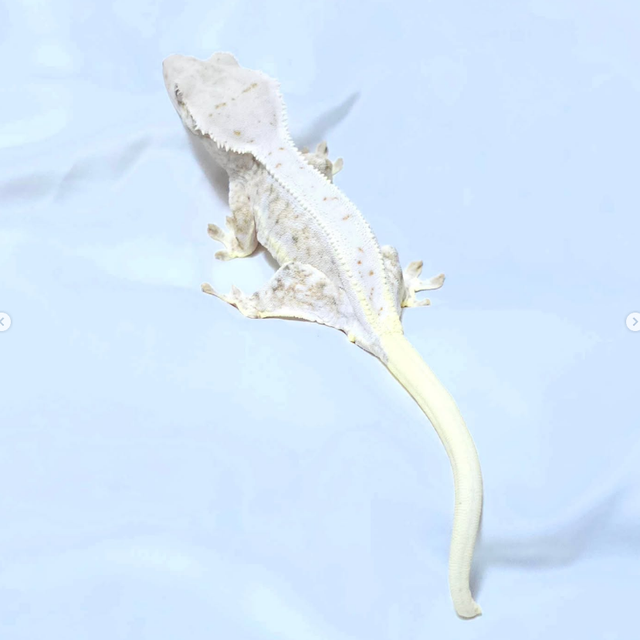 트라이 릴리화이트