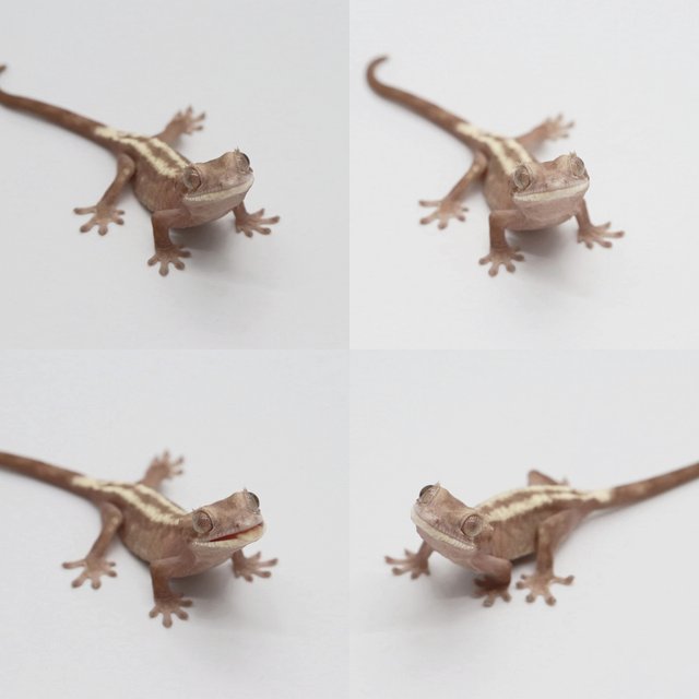 슈퍼세이블 릴리