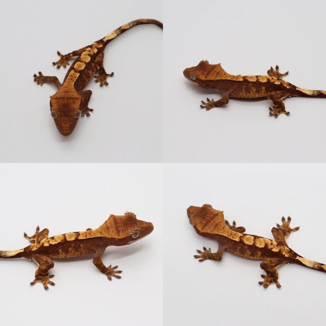 노멀 다크 레드 플레임 익스트림할리퀸