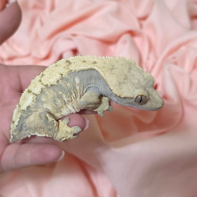 트라이 익스트림할리퀸