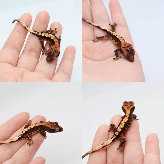 다크 챠콜 플레임