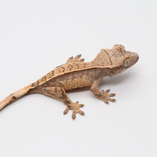 노멀 화이트포트홀 트라이 익스트림할리퀸