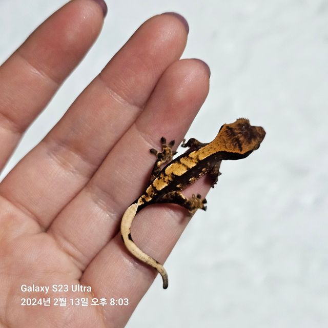다크 할리퀸