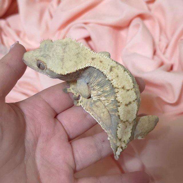 트라이 익스트림할리퀸