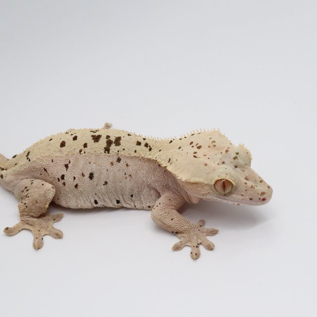 레드 슈퍼달마시안