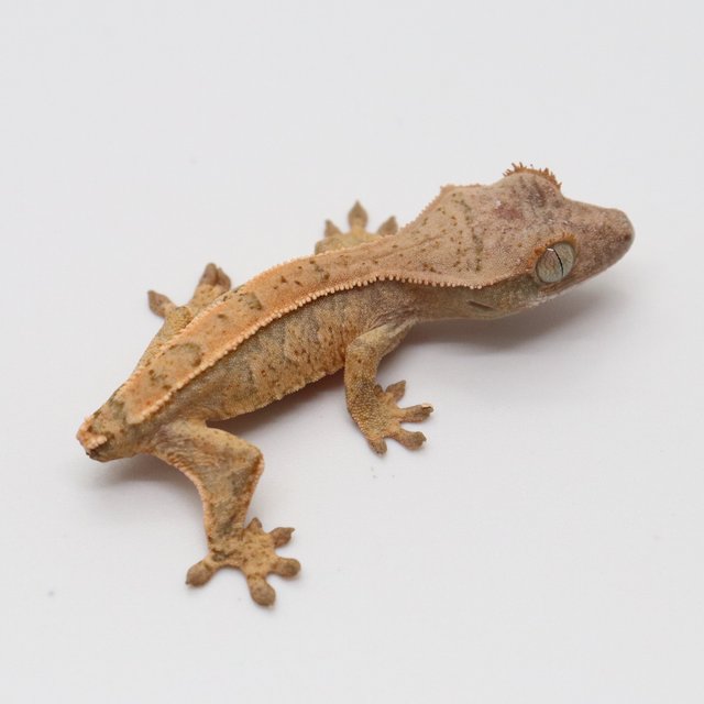 노멀 쿼드 익스트림할리퀸