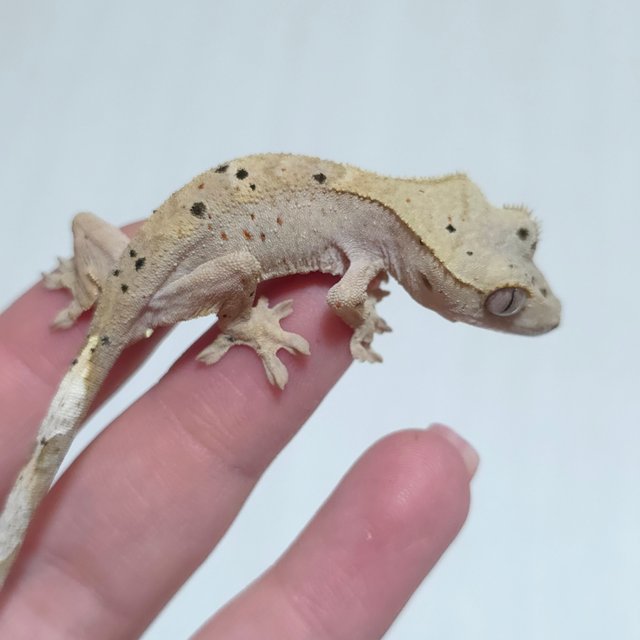 달마시안 슈퍼달마시안