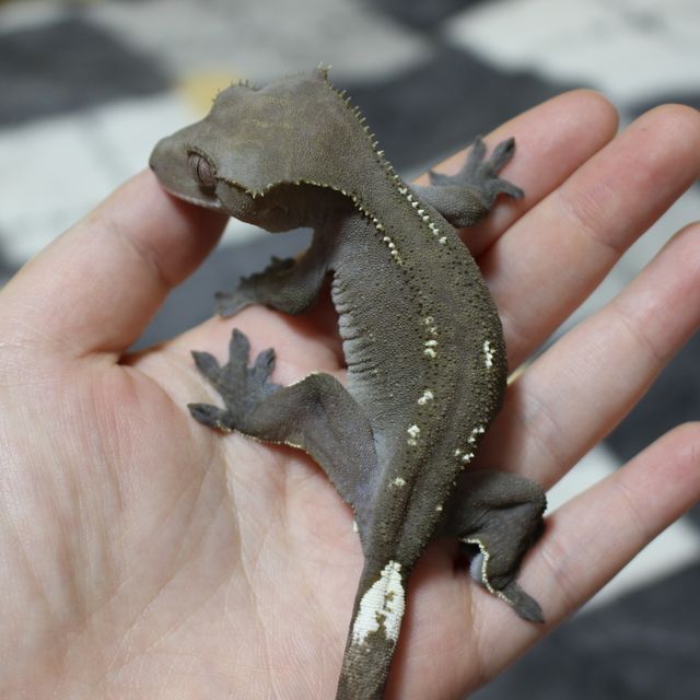 아잔틱