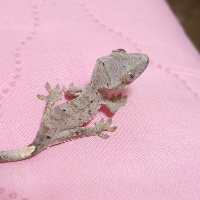 챠콜 레드 달마시안