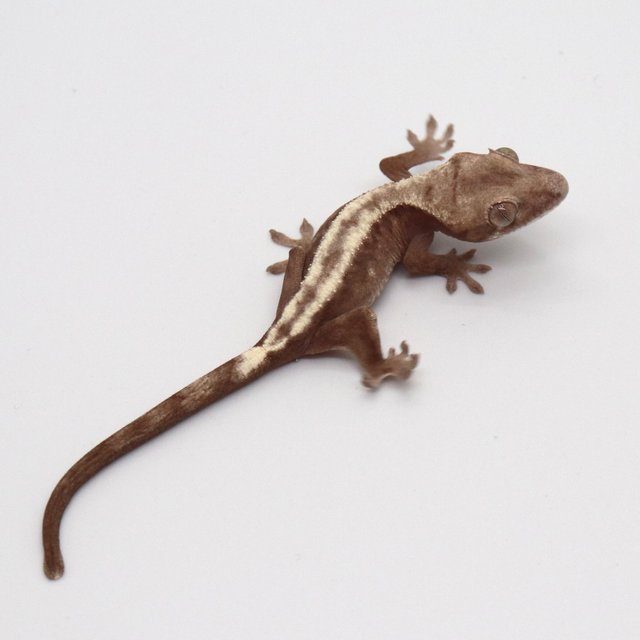 슈퍼세이블 릴리