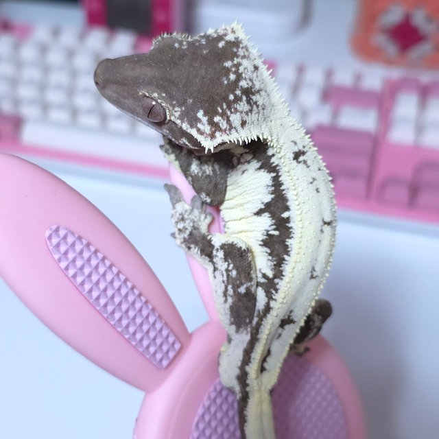 릴리 세이블 세이블