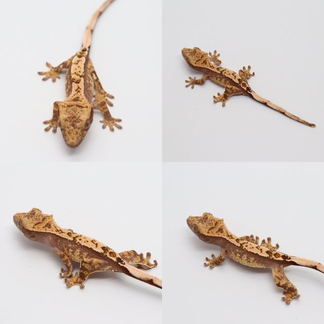 노멀 익스트림할리퀸