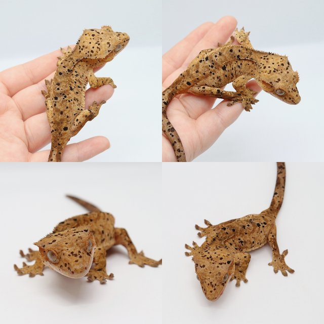 달마시안 슈퍼달마시안