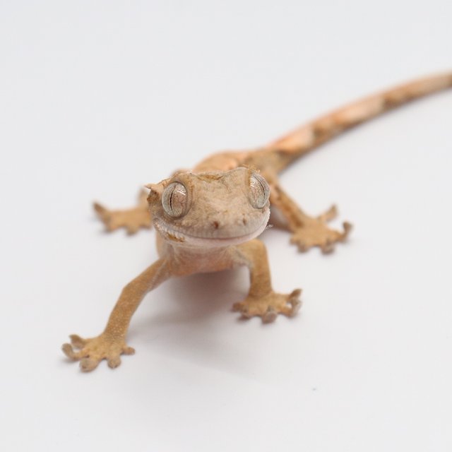 노멀 화이트포트홀 트라이 익스트림할리퀸