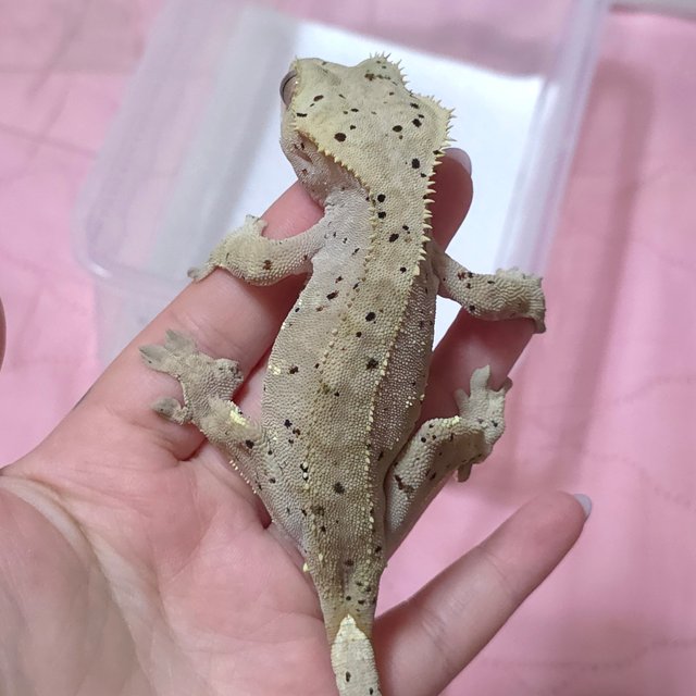 달마시안 슈퍼달마시안