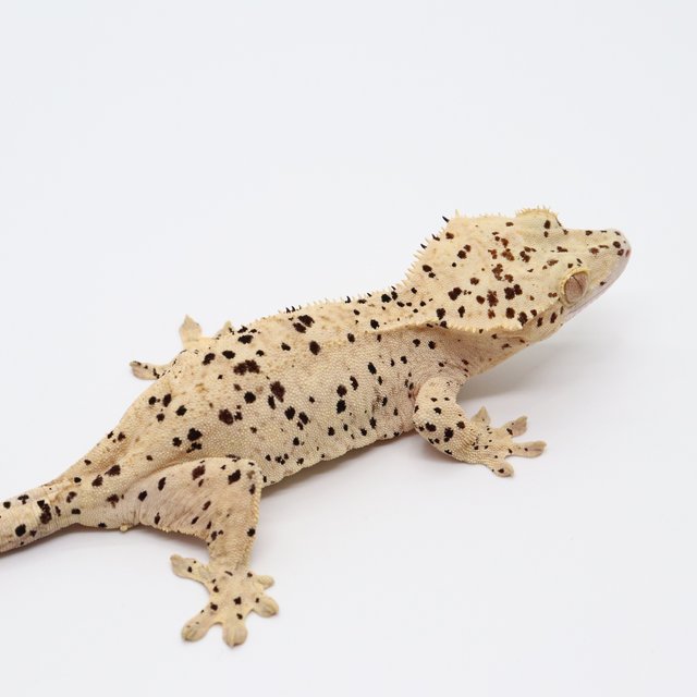 슈퍼달마시안 옐로우