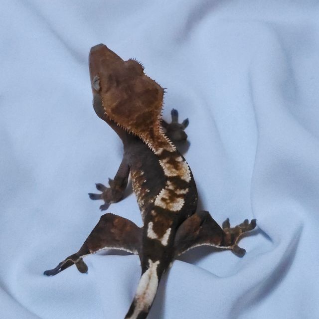 100%헷아잔틱
