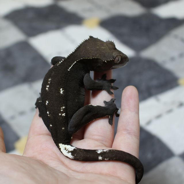 아잔틱