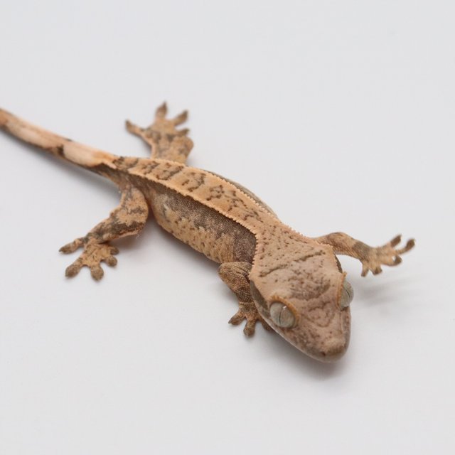 노멀 화이트포트홀 트라이 익스트림할리퀸