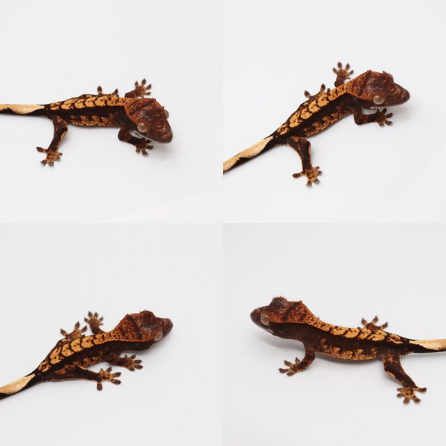 다크 챠콜 플레임