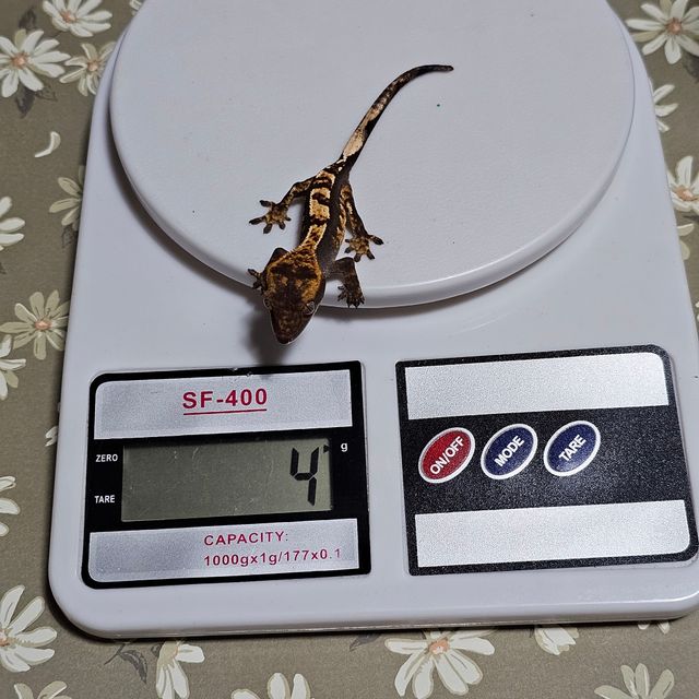 플레임 다크