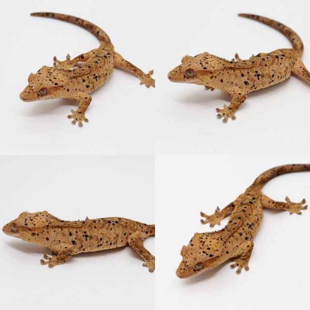 달마시안 슈퍼달마시안