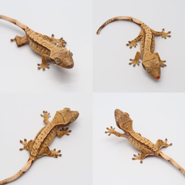 노멀 화이트포트홀 트라이 익스트림할리퀸