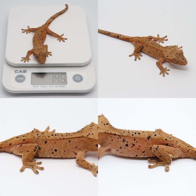 달마시안 슈퍼달마시안