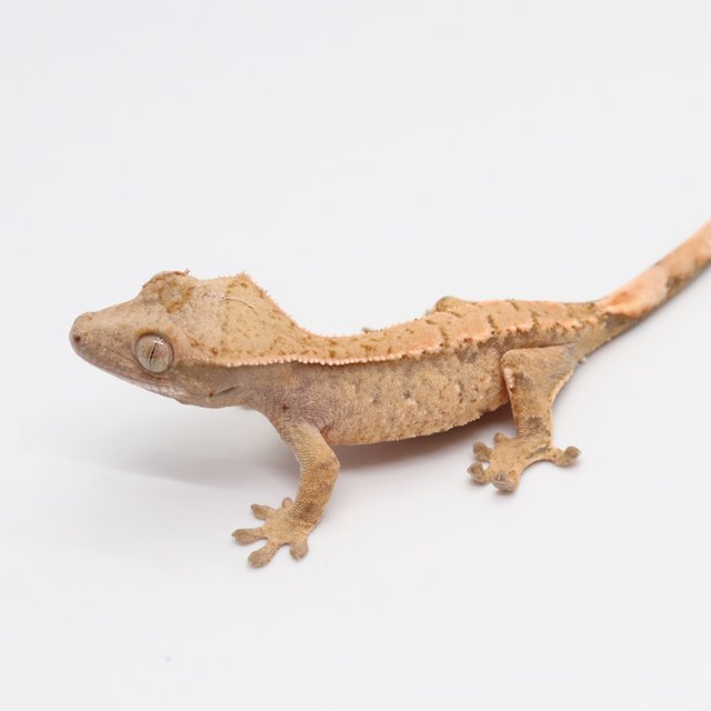 노멀 화이트포트홀 트라이 익스트림할리퀸